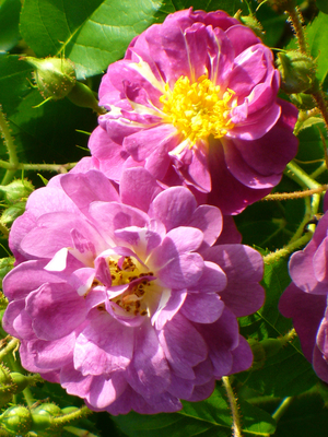 Veilchenblau Climbing Rose, Rosa x 'Veilchenblau'